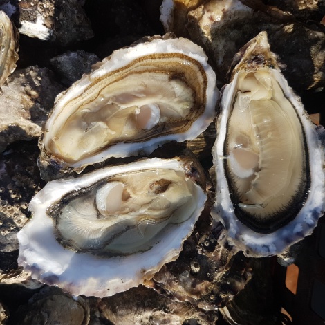 Bourriche calibre n°2 (grosses)
